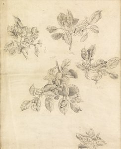 Studio di mele, possibilmente per lo sfondo di "Arthur in Avalon"