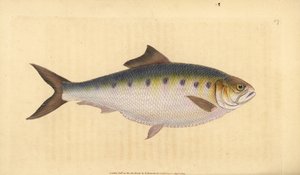 Alosa alosa (Clupea alosa). Incisione a mano colorata disegnata e incisa da Edward Donovan dal suo "Natural History of British Fishes", Donovan e F.C. e J. Rivington, Londra da Edward Donovan