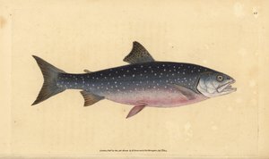 Salmerino artico, Salvelinus alpinus alpinus da Edward Donovan