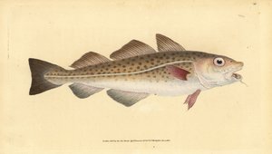 Merluzzo atlantico o merluzzo. Gadus morhua. Vulnerabile. Incisione colorata a mano tratta da Edward Donovan dal suo Natural History of British Fishes, Donovan e F.C. e J. Rivington, Londra