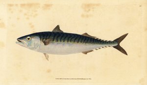 Sgombro atlantico, Scomber scombrus da Edward Donovan