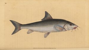 Barbo, Cyprinus barbus. Incisione a mano colorata disegnata e incisa da Edward Donovan dal suo 