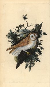 Barbagianni, Tyto alba