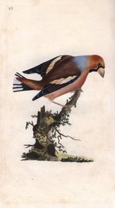 Grosbeak. Incisione a rame di Edward Donovan, pubblicata in Histoire naturelle des oiseaux britanniques, Londra da Edward Donovan