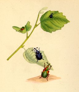 Punteruoli della betulla: Curculio betulae