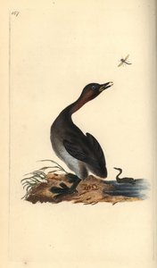 Svasso piccolo, Podiceps hebridicus