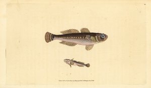 Ghiozzo nero, Gobius niger da Edward Donovan