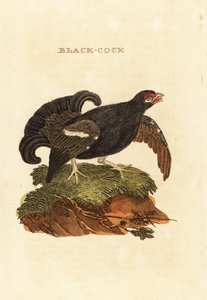Fagiano di monte, Tetrao tetrix