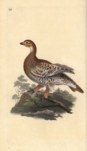 Fagiano di monte, Tetrao tetrix da Edward Donovan