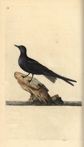 Chlidonias niger. Incisione a mano colorata disegnata e incisa da Edward Donovan dal suo "Natural History of British Birds," Londra da Edward Donovan
