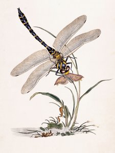La libellula di Bolton