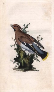 Beccofrusone boreale, Bombycilla garrulus