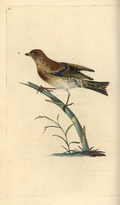 Fringuello alpino, Fringilla montifringilla. Incisione colorata a mano tratta da Edward Donovan dal suo Natural History of British Birds, Londra