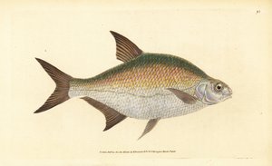 Abramide, Abramis brama (Cyprinus brama). Incisione a mano colorata disegnata e incisa da Edward Donovan dalla sua Storia Naturale dei Pesci Britannici, Donovan e F.C. e J. Rivington, Londra