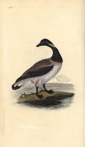 Branta bernicla. Incisione a mano colorata disegnata e incisa da Edward Donovan dal suo "Natural History of British Birds," Londra