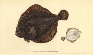 Rombo, Scophthalmus rhombus (Pleuronectes rhombus). Rame inciso e colorato a mano disegnato e inciso da Edward Donovan dalla sua Storia Naturale dei Pesci Britannici, Donovan e F.C. e J. Rivington, Londra