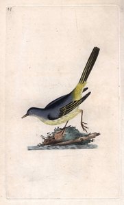 Ballerina gialla, Motacilla cinerea da Edward Donovan