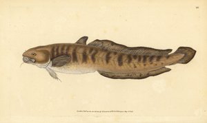 Bottatrice, Lota lota (Gadus lota). Incisione a mano colorata disegnata e incisa da Edward Donovan dalla sua Storia Naturale dei Pesci Britannici, Donovan e F.C. e J. Rivington, Londra
