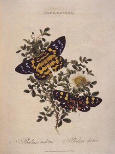 Farfalle: Phalaena Militaris, Phalaena Lectrix, pub. dall