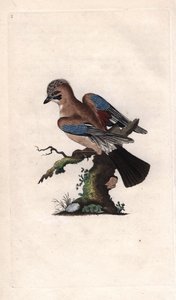 Ghiandaia. Garrulus glandarius da Edward Donovan