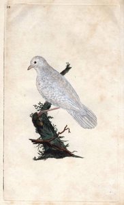 Ghiandaia. Garrulus glandarius. Incisione su rame di Edward Donovan, pubblicata in Histoire naturelle des oiseaux britanniques, Londra