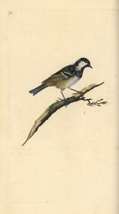 Cincia mora, Periparus ater. Incisione colorata a mano tratta da Edward Donovan dal suo Natural History of British Birds, Londra