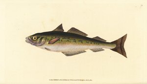 Merluzzo carbonaro o saithe, Pollachius virens (Gadus carbonarius). Incisione colorata a mano tratta da Edward Donovan dal suo Natural History of British Fishes, Donovan e F.C. e J. Rivington, Londra da Edward Donovan
