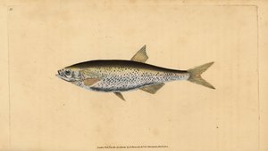 Alborella, Alburnus alburnus (Cyprinus alburnus). Rame inciso e colorato a mano disegnato e inciso da Edward Donovan dalla sua Storia Naturale dei Pesci Britannici, Donovan e F.C. e J. Rivington, Londra da Edward Donovan