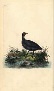 Folaga, Fulica atra da Edward Donovan