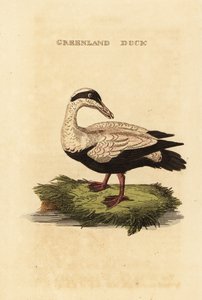Edredone comune, Somateria mollissima da Edward Donovan