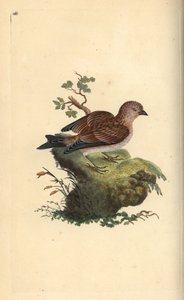 Fanello comune, Carduelis cannabina. Incisione a mano colorata disegnata e incisa da Edward Donovan dal suo 