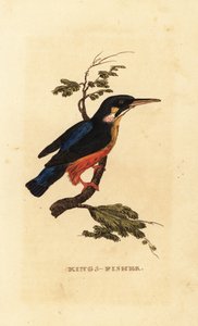 Martin pescatore comune, Alcedo atthis da Edward Donovan