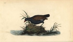 Gallinella d