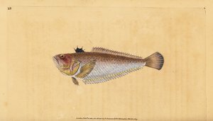 Tracina drago, Trachinus draco da Edward Donovan