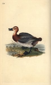 Moriglione, Aythya ferina (femmina)