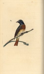 Phoenicurus phoenicurus. Incisione a mano colorata disegnata e incisa da Edward Donovan dal suo "Natural History of British Birds," Londra