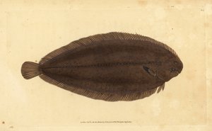 Sogliola comune o sogliola di Dover, Solea solea (Pleuronectes solea). Incisione a mano colorata disegnata e incisa da Edward Donovan dalla sua Storia Naturale dei Pesci Britannici, Donovan e F.C. e J. Rivington, Londra da Edward Donovan