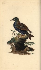 Storno comune, Sturnus vulgaris. Incisione a mano colorata disegnata e incisa da Edward Donovan dal suo "Storia Naturale degli Uccelli Britannici", Londra da Edward Donovan