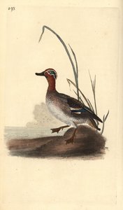 Alzavola comune, Anas crecca, maschio da Edward Donovan
