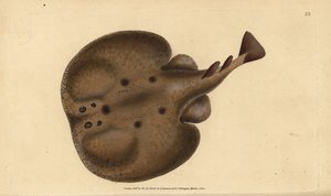 Torpedine comune o razza elettrica ocellata, Raja torpedo. Incisione colorata a mano tratta da Edward Donovan dal suo Natural History of British Fishes, Donovan e F.C. e J. Rivington, Londra da Edward Donovan