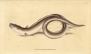 Muraena conger. Incisione a mano colorata disegnata e incisa da Edward Donovan dal suo Natural History of British Fishes, Donovan e F.C. e J. Rivington, Londra da Edward Donovan
