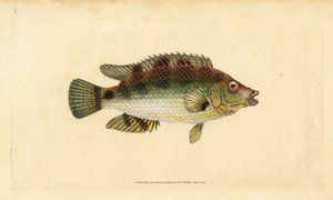 Symphodus melops (Labrus cornubius). Incisione a mano colorata disegnata e incisa da Edward Donovan dal suo "Natural History of British Fishes", Donovan e F.C. e J. Rivington, Londra da Edward Donovan