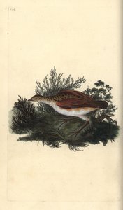 Re di quaglie, Crex crex. Quasi minacciato. Incisione a mano colorata disegnata e incisa da Edward Donovan dal suo "Storia Naturale degli Uccelli Britannici", Londra da Edward Donovan