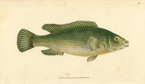 Labrus mixtus (Labrus lineatus). Incisione a mano colorata disegnata e incisa da Edward Donovan dal suo "Natural History of British Fishes", Donovan e F.C. e J. Rivington, Londra da Edward Donovan