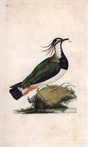 Vanellus vanellus (Tringa vanellus). Incisione su rame di Edward Donovan (1768-1837), pubblicata in Histoire naturelle des oiseaux britanniques, Londra da Edward Donovan