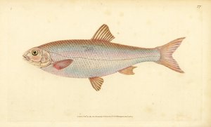 Cavedano, Leuciscus leuciscus (Cyprinus leuciscus). Rame inciso e colorato a mano disegnato e inciso da Edward Donovan dalla sua Storia Naturale dei Pesci Britannici, Donovan e F.C. e J. Rivington, Londra