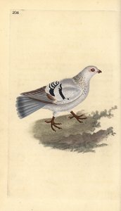 Piccione domestico, Columba livia domestica da Edward Donovan