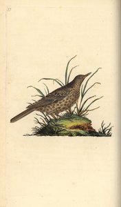 Allodola scura, Pinarocorys nigricans
