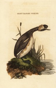 Svasso cornuto, adulto, Podiceps auritus da Edward Donovan