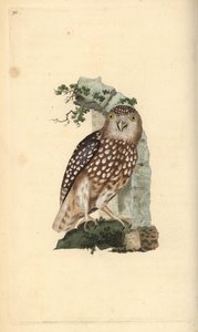 Civetta nana eurasiatica, Glaucidium passerinum da Edward Donovan